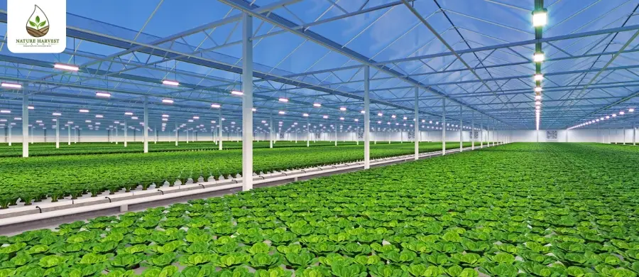 Hydroponic farming company in India
