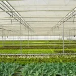 greenhouse farming in India