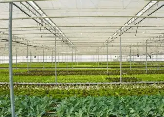 greenhouse farming in India