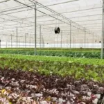 fanpad system in greenhouse