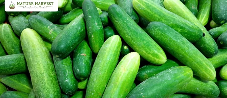 hydroponic farming benefits