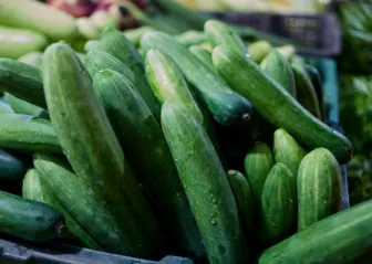 hydroponic vegetables supplier