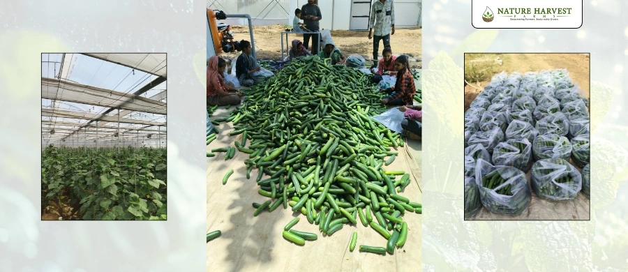 benefits of controlled environment farming