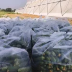 buy fresh vegetables online india