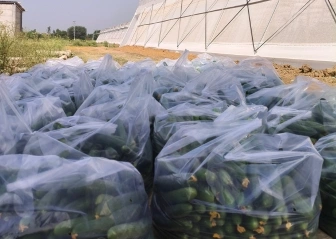 buy fresh vegetables online india