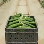 fresh farm vegetables