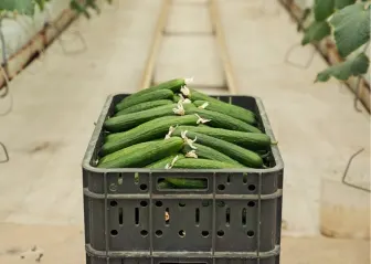 fresh farm vegetables