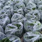 fresh vegetables from controlled farms