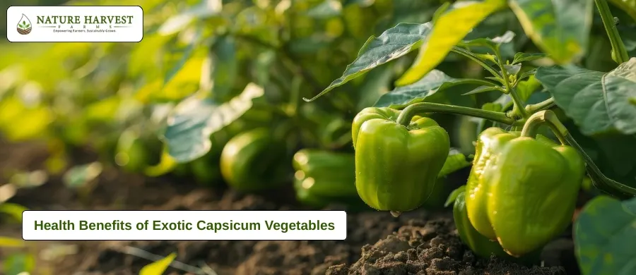 exotic capsicum benefits