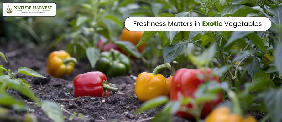exotic capsicum health benefits
