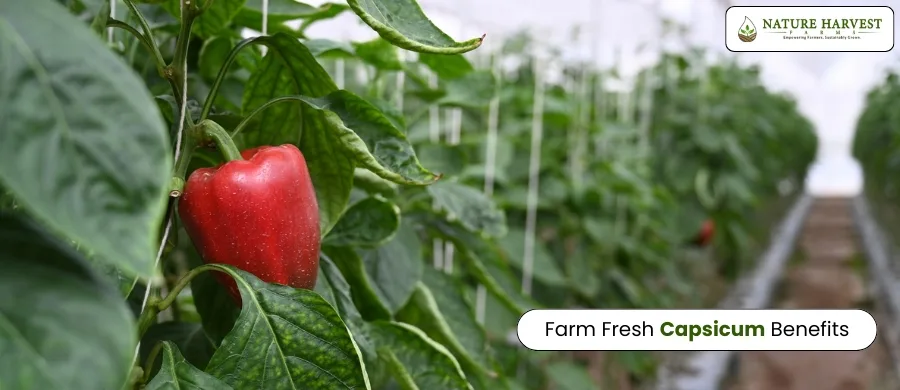 fresh exotic capsicum benefits