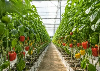fresh vegetable supplier for restaurants