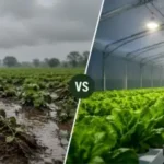 hydroponic farming vs traditional farming