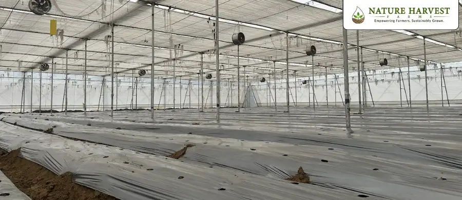 Bell pepper farming