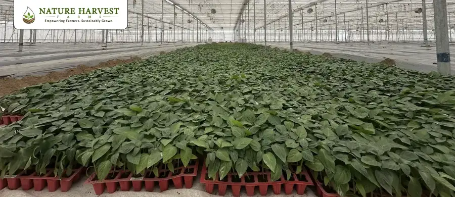 Bell pepper plantation