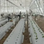 Coloured capsicum plantation