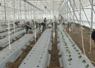 Coloured capsicum plantation