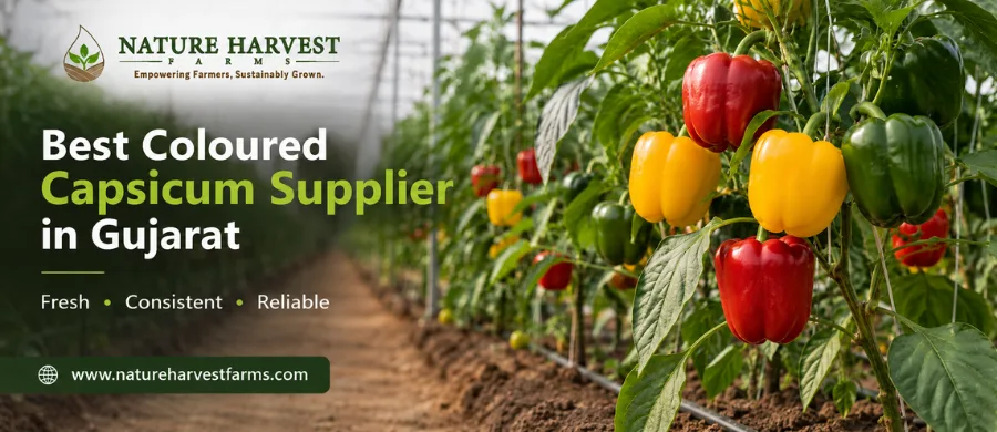 best capsicum supplier in Gujarat