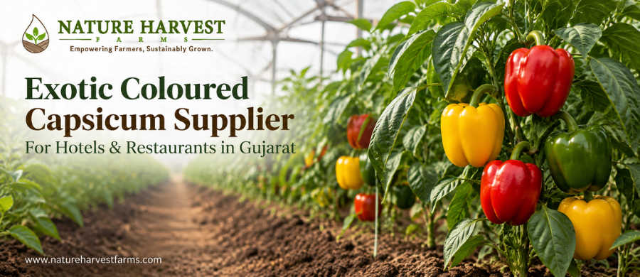 coloured capsicum supplier Gujarat