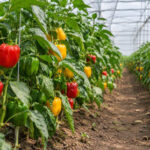exotic vegetable supplier Gujarat